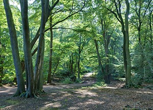 epping forest bishop stortford