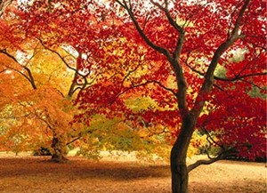 Westonbirt Arboretum