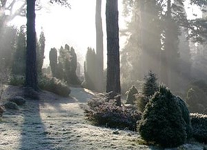 bedgebury woods