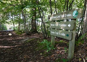 tudeley woods