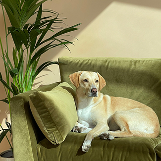 Saltdean sofa in Portland Velvet Peridot